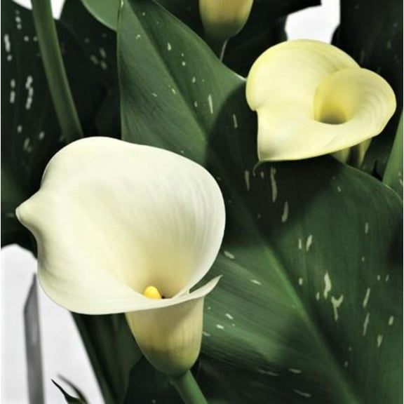 Easy to Grow Calla Super Mac 3 Plant Bulbs, White Blooms Summer Full Sun
