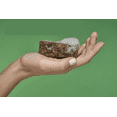 thumbnail image 2 of NatureGoGo Black Soap Block 4 lb, 2 of 3