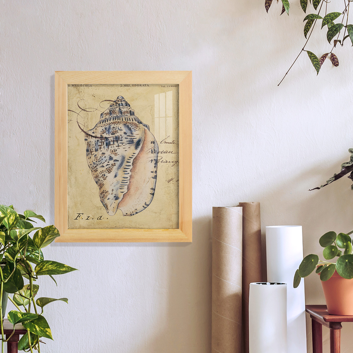 Seashell Ephemera I - Framed Print w/glass - Natural Wood