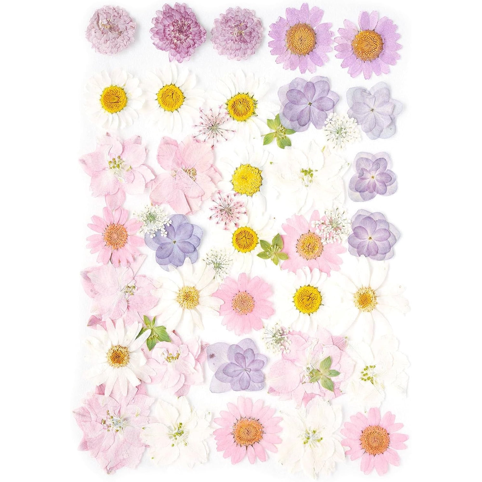 Real Dried Pressed Flowers Leaf Plant Herbarium for Crafts Resin Jewelry Making Floral Cake Decorations-Light Pink