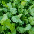 Smoke Camp CRAFTS, Live Cilantro Plant, 3 Inch Pot, All Natural ...