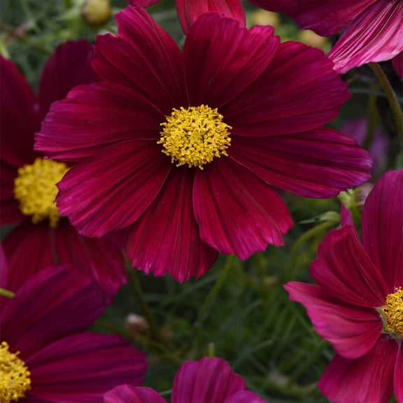 Drought Tolerant Cosmos Bipinnatus Sonata Purple Garden Flower Plant Seeds - 100 Seeds