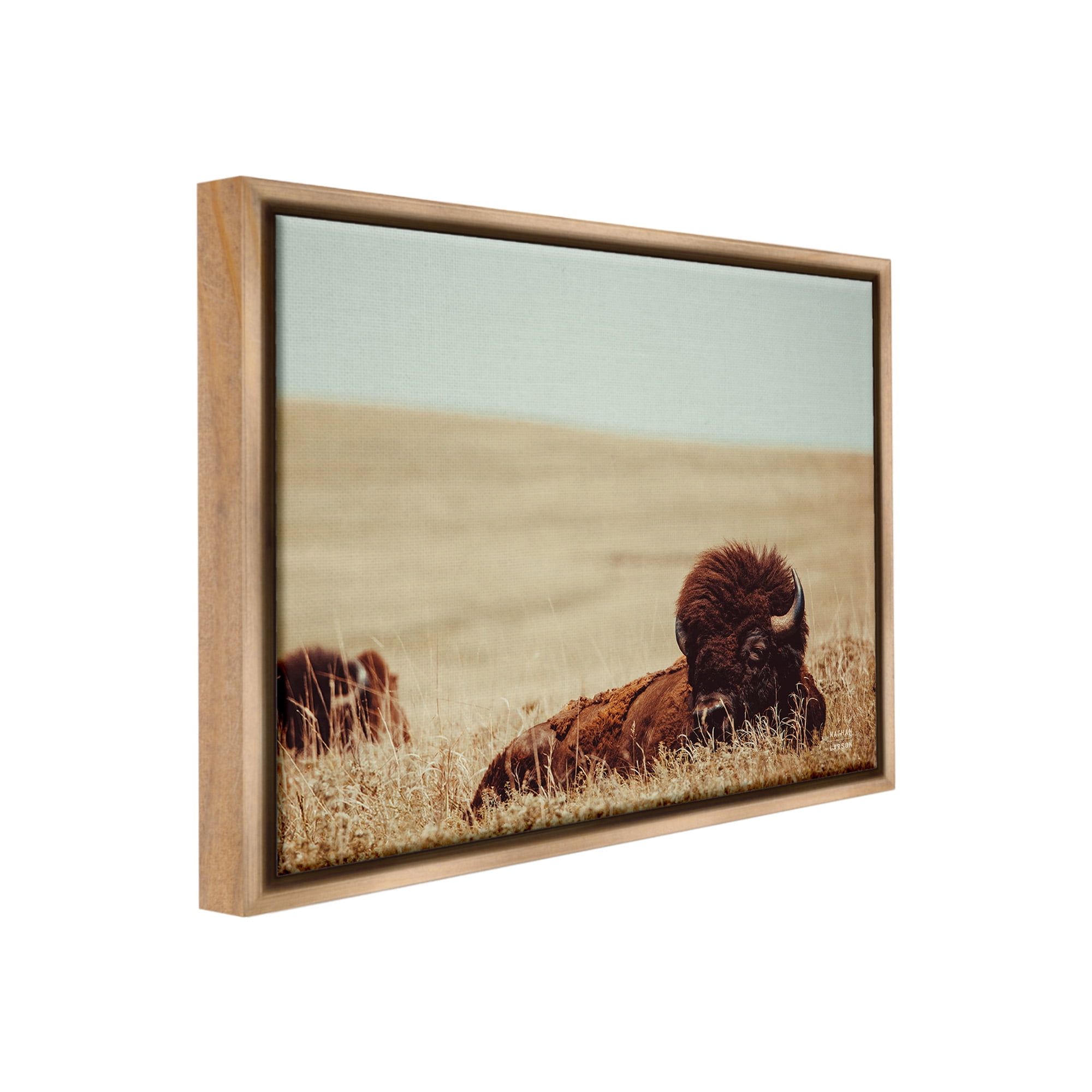 Stupell Industries Bison Relaxing in Field Animals & Insects Photography Brown Floater Framed Canvas Art Print Wall Art, 31 x 25