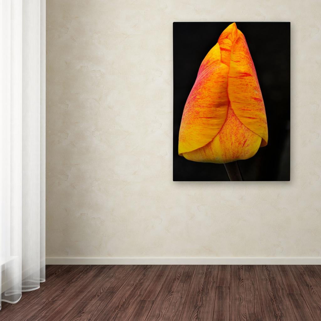 Trademark Fine Art "Perfect Red and Yellow Tulip" Canvas Wall Art by Kurt Shaffer