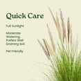 thumbnail image 5 of Tropical Plants of Florida 36" to 42" White Ornamental Fountain Grass; Full Sunlight, White Flowers, 5 of 5