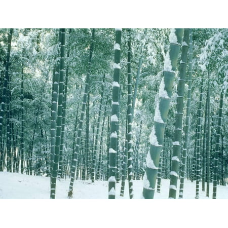 Bamboo Forest in Snow, Nishiyama, Kyoto, Japan Print Wall (Best Bamboo Forest In Japan)