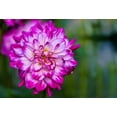 thumbnail image 2 of 40+ Seeds| Who Dun It Dahlia Perennial Seeds - Buy 3 Get 1 Free#D075, 2 of 4