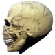 thumbnail image 3 of Máscara De Esqueleto Calavera Junior Skull Disfraz Halloween Ghoulish productions Mascara Completa, 3 of 5