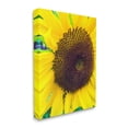 thumbnail image 3 of Stupell Industries Close Up Yellow Sunflower Florets Botanical Nature Photograph Gallery Wrapped Canvas Print Wall Art, Design by Heidi Bannon, 3 of 7