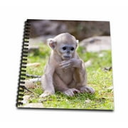 3dRose China, Qinling Mountains, Baby Golden Monkey - AS07 AGA0016 - Alice Garland - Drawing Book, 8 by 8-inch
