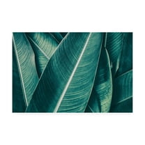 Trademark Fine Art 'Banana Green Leaves' Canvas Art by PhotoINC Studio