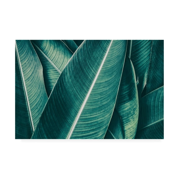 Trademark Fine Art 'Banana Green Leaves' Canvas Art by PhotoINC Studio