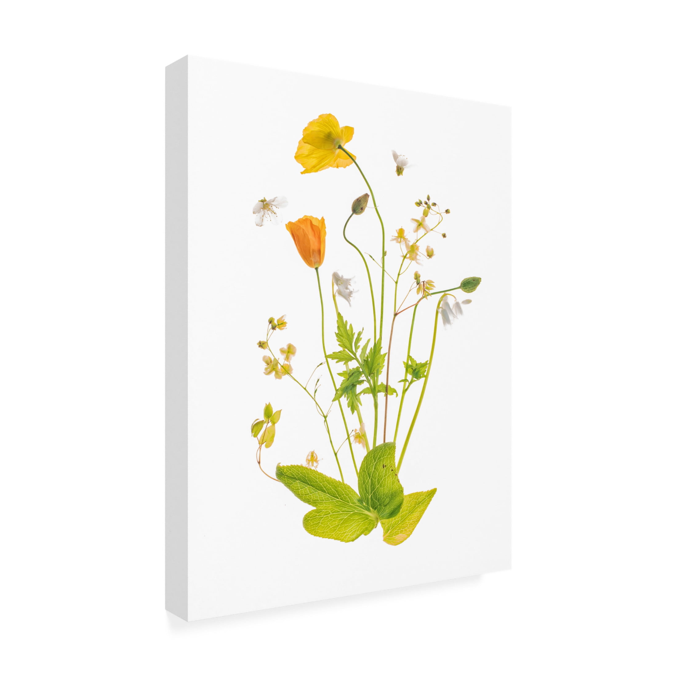 Canvas Wall Art - Sharon Williams 'Fairy Garden' Wall Art for Living Room, Bedroom, or Office Décor by Trademark Fine Art - 14 x 19 Inches