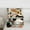 Grey 02, variant on Feelyou Kawaii Cat Teens Bedding Comforter Set, Cute Cartoon Kitten Twin Comforter Sets, Anime Animal Style Reversible Bedding Set, Breathable Home Decor, 2 Pieces