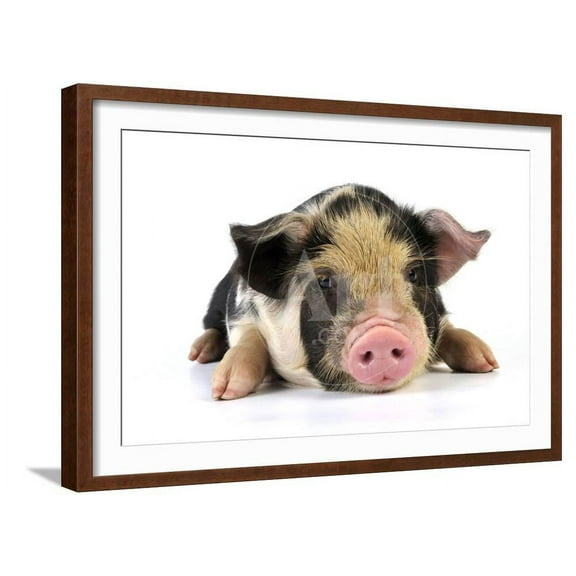 Pig 2 Week Old Kune Kune Piglet, Animals Scenic Framed Art Print Wall Art Sold by Art.Com