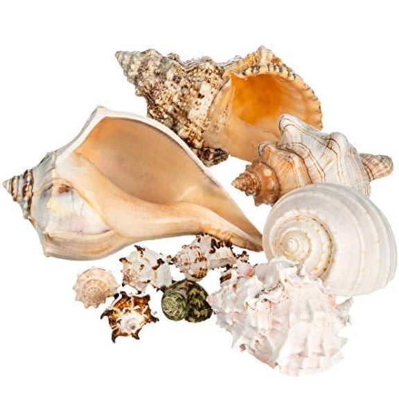 Shell Vase Filler | Imperfect Seashells Mixed Beach Seashells B Quality |
