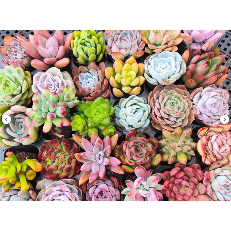 8pcs Assorted Live Succulents Plants with Planters, Starters, Garden Lovers, DIY Projects, Wedding Favors