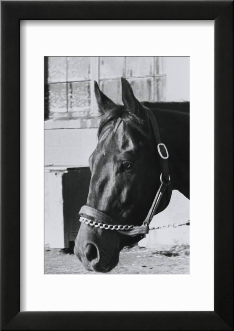 Race Horse Seattle Slew Poking His Head From Stall Framed Print