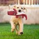 thumbnail image 2 of Juguetes interactivos para masticar mascotas, animales de peluche con forma de caimán, juguete con sonido para perros, suministros de entrenamiento para rechinar los dientes., 2 of 6