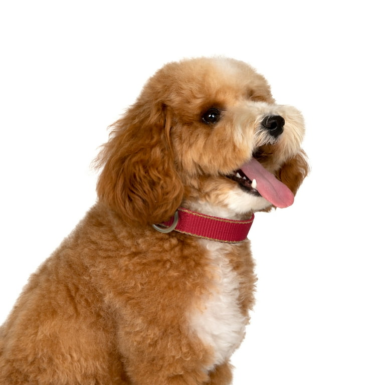 Christian Siriano Pet, Animal Print Bow and Gold Trim, Fashion Dog