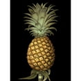 thumbnail image 3 of Brookshaw, George 15x18 Black Modern Framed Museum Art Print Titled - Brookshaw Exotic Pineapple I, 3 of 5