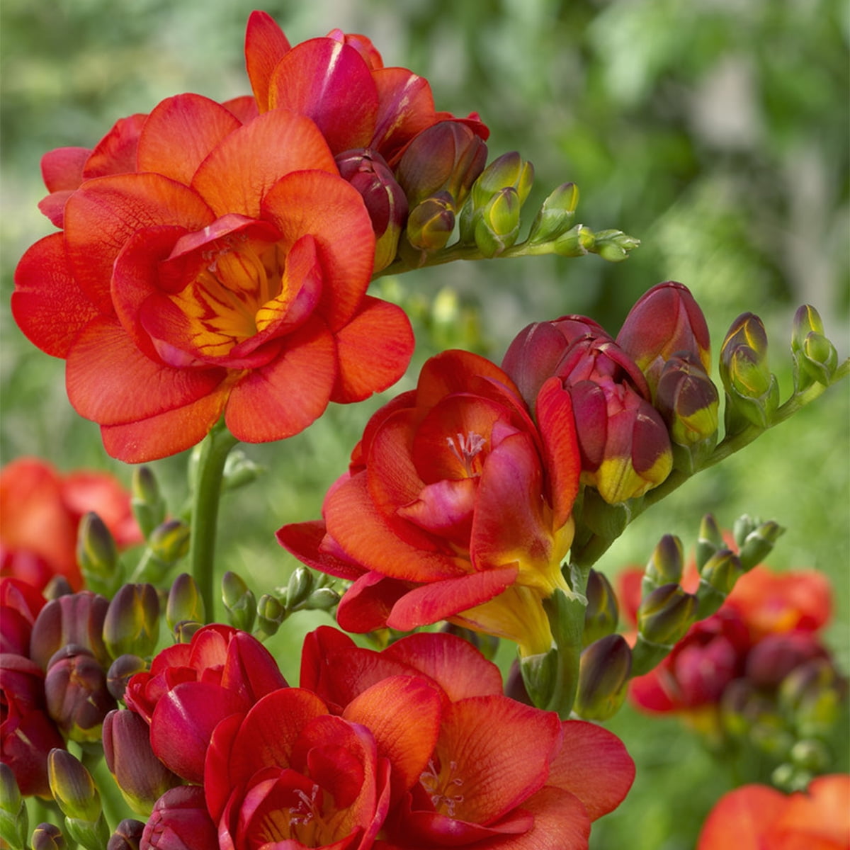 Van Zyverden Freesias Double Blooming Red Set of 25 Bulbs Red Part Sun