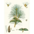 thumbnail image 2 of Aylmer Bourke Lambert 15x18 Gold Ornate Wood Frame and Double Matted Museum Art Print Titled - Pinus Pallasiana - Tartarian Pine. (1837), 2 of 4