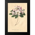 thumbnail image 2 of Wild Apple Portfolio 17x24 Black Modern Framed Museum Art Print Titled - Rhododendron Vintage, 2 of 5