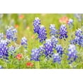 thumbnail image 2 of Wilson, Emily M. 14x11 White Modern Wood Framed Museum Art Print Titled - Llano-Texas-USA-Indian Paintbrush and Bluebonnet wildflowers in the Texas Hill Country, 2 of 4