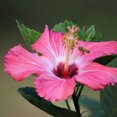 thumbnail image 6 of Tropical Plants of Florida 26" to 28" Pink Hibiscus Bush; Full Sunlight, Outdoor, Pet Friendly, 6 of 6
