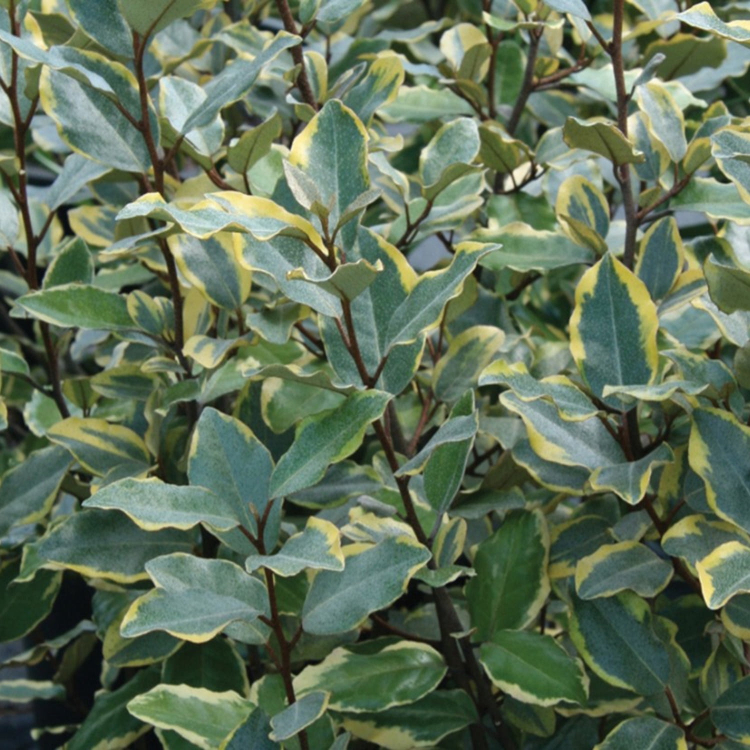 Southern Living Olive Martini Elaeagnus Live Shrub in 2-Gallon Grower Pot
