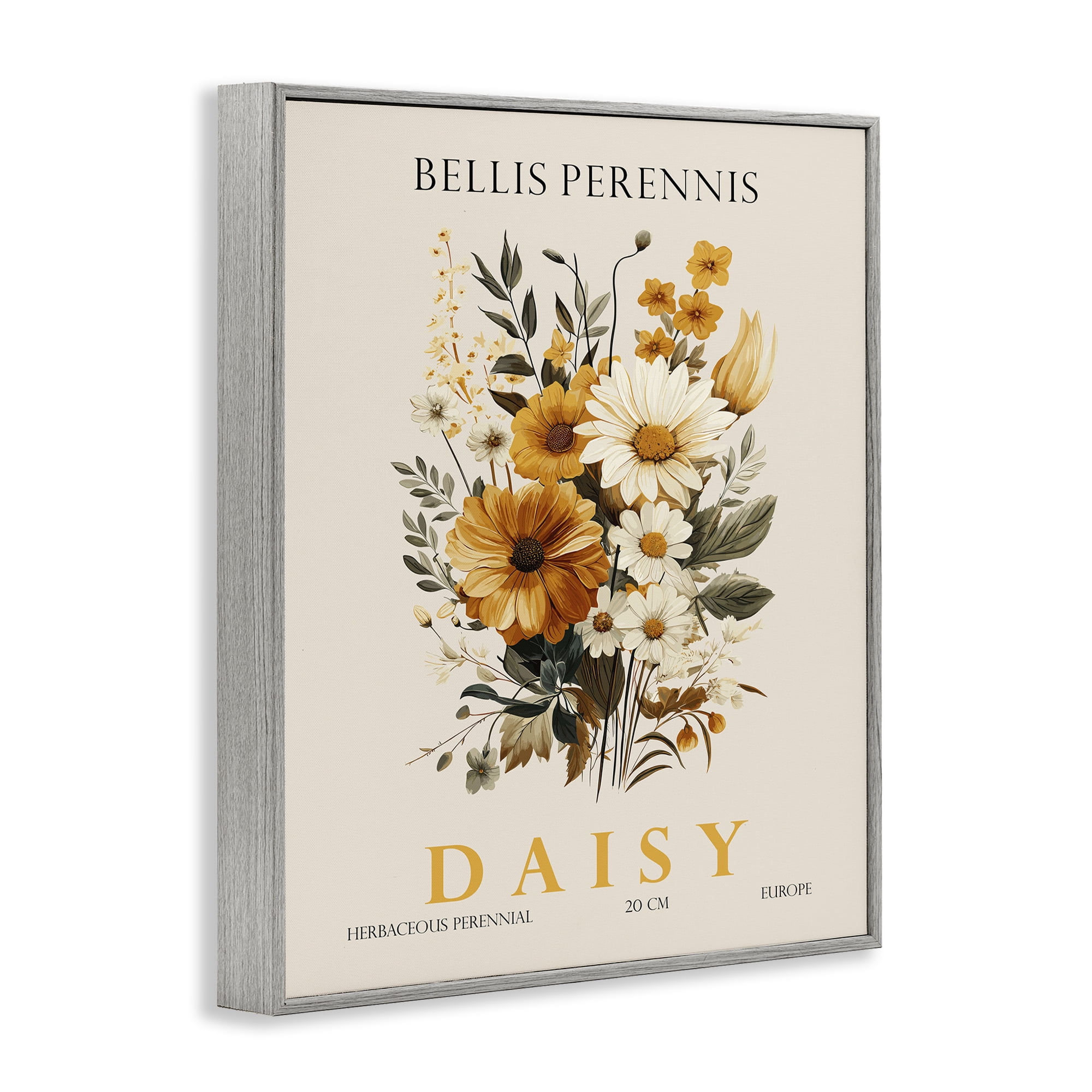 Stupell Industries Nature Daisy Bundle Gray Framed Giclee Art, design by Christopher Giampietro