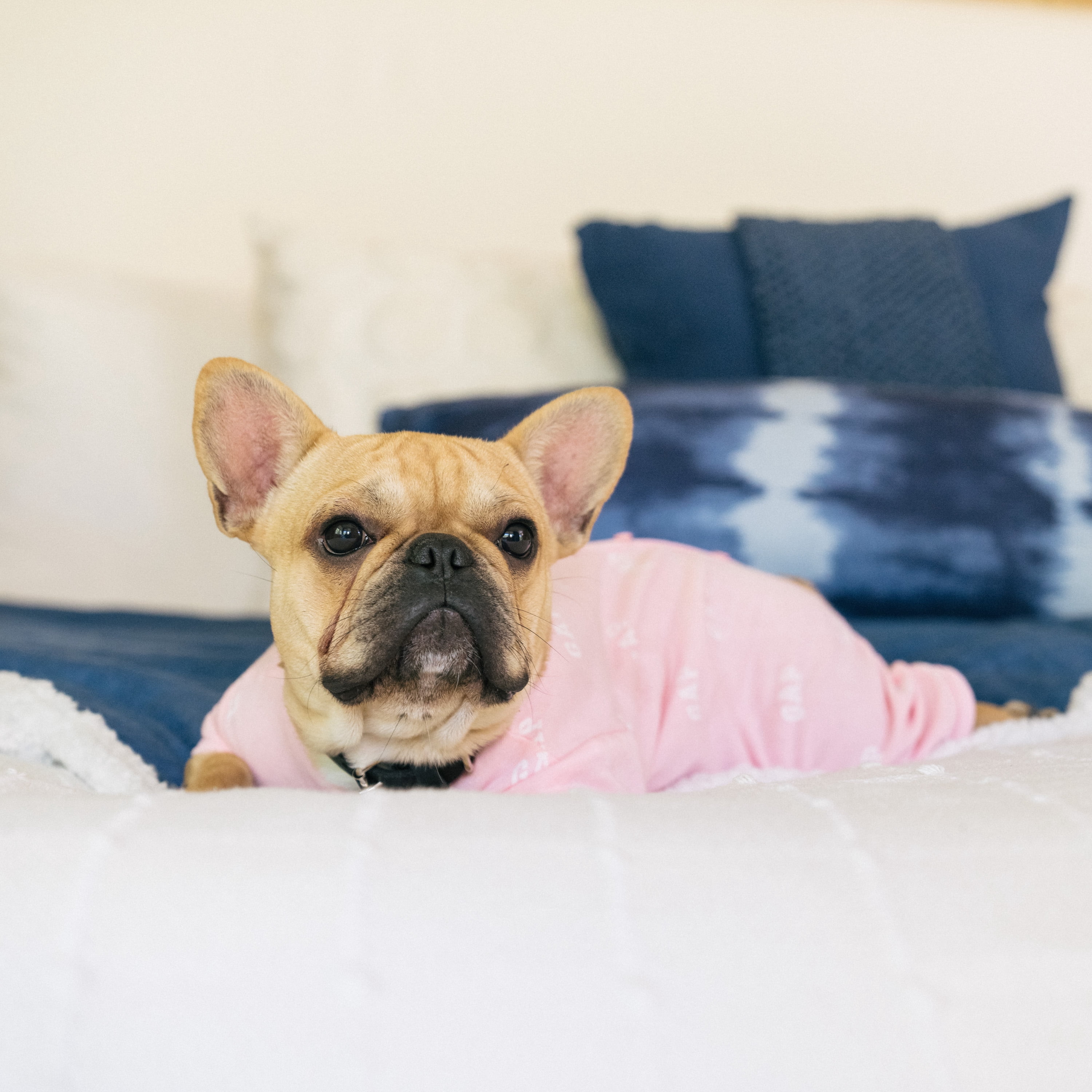 Gap Pet, Dog Clothes, Pink Logo Print Pet Pajama