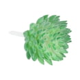 thumbnail image 3 of Uxcell Picos de Suculentas Artificiales Sin Maceta Plantas Suculentas Falsas Pequeñas Verdes Paquete de 4, 3 of 5