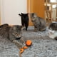 thumbnail image 5 of Xihbxyly Juguete Automático para Mascotas, Pelota Saltarina Interactiva, Dispositivo de Diversión Recargable, Estimula El Instinto de Caza, Ofrece Entretenimiento Sin Fin, Ideal para Gatos y Perros,, 5 of 6