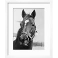 thumbnail image 2 of Man O War Relaxing on His Farm, Animals Framed Art Print Wall Art by Bettmann Sold by Art.Com, 2 of 6