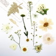thumbnail image 2 of yuksok Dried Pressed Dry Leaves Bulk Kit for Stickers Making Crafts White, 2 of 7