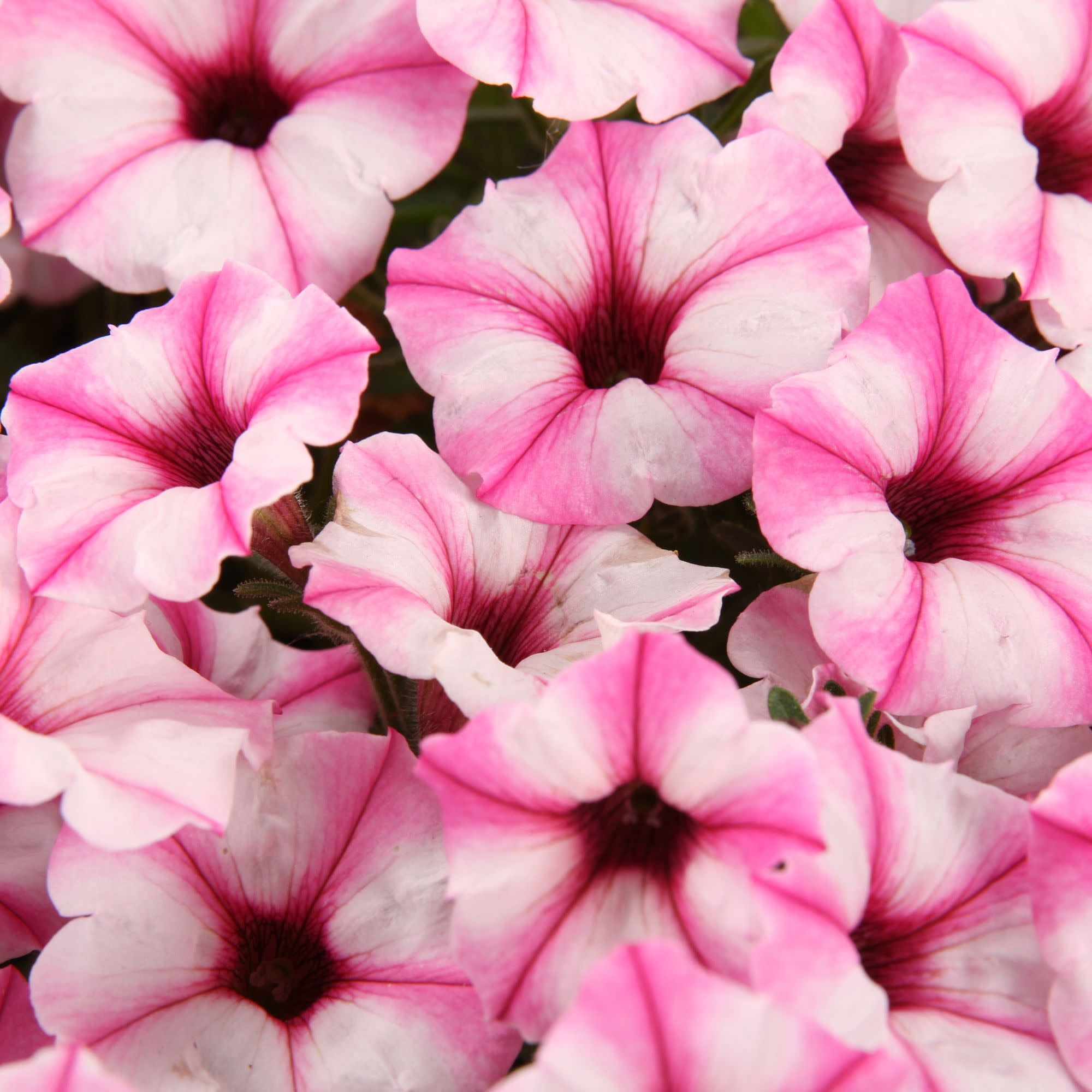 Proven Winners 4" Supertunia Mini Vista Pink Star Petunia Live Plant in 4.25" Pot (4 Count)