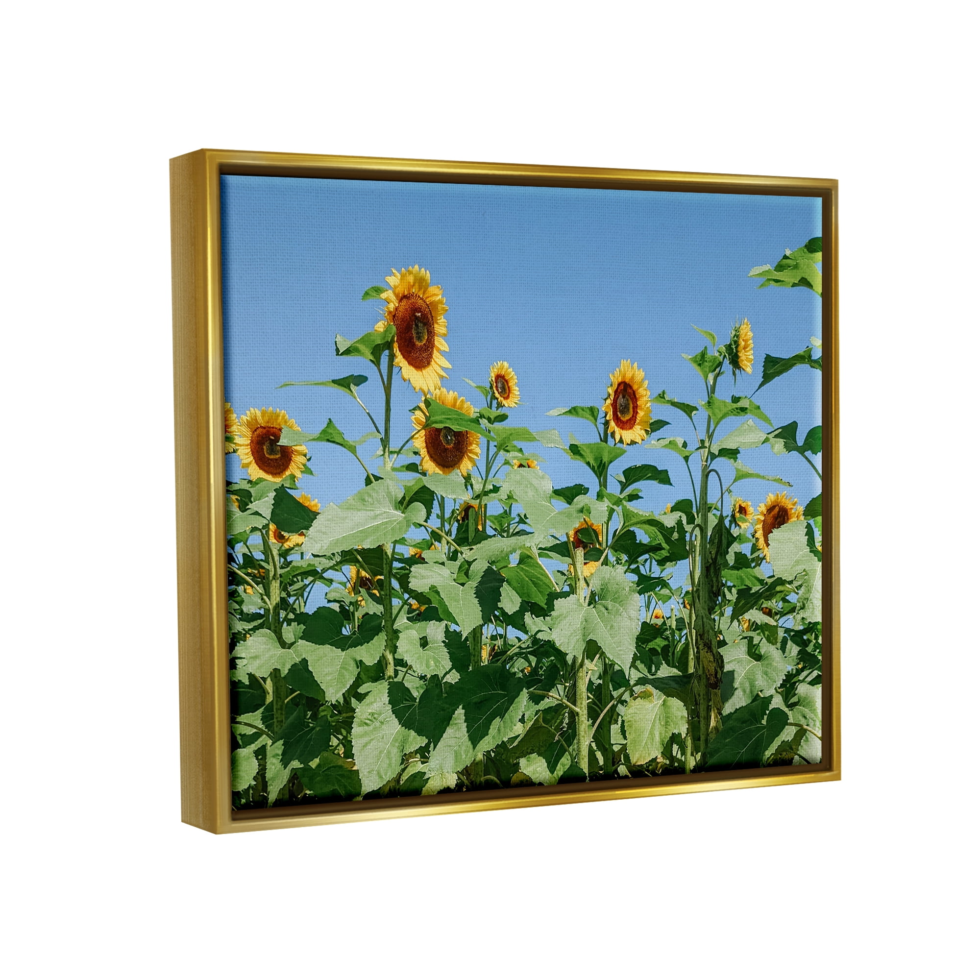 Stupell Industries Tranquil Country Sunflower Meadow Sunny Daytime Blooms Photograph Metallic Gold Floating Framed Canvas Print Wall Art, Design by Kali Wilson
