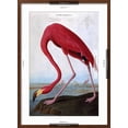 thumbnail image 5 of Art.com American Flamingo Giclee Print by John James Audubon, Brown Frame Wall Art, 21" x 29", 5 of 5