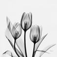 thumbnail image 2 of Koetsier, Albert 26x26 Black Ornate Wood Framed with Double Matting Museum Art Print Titled - Tulips, 2 of 4