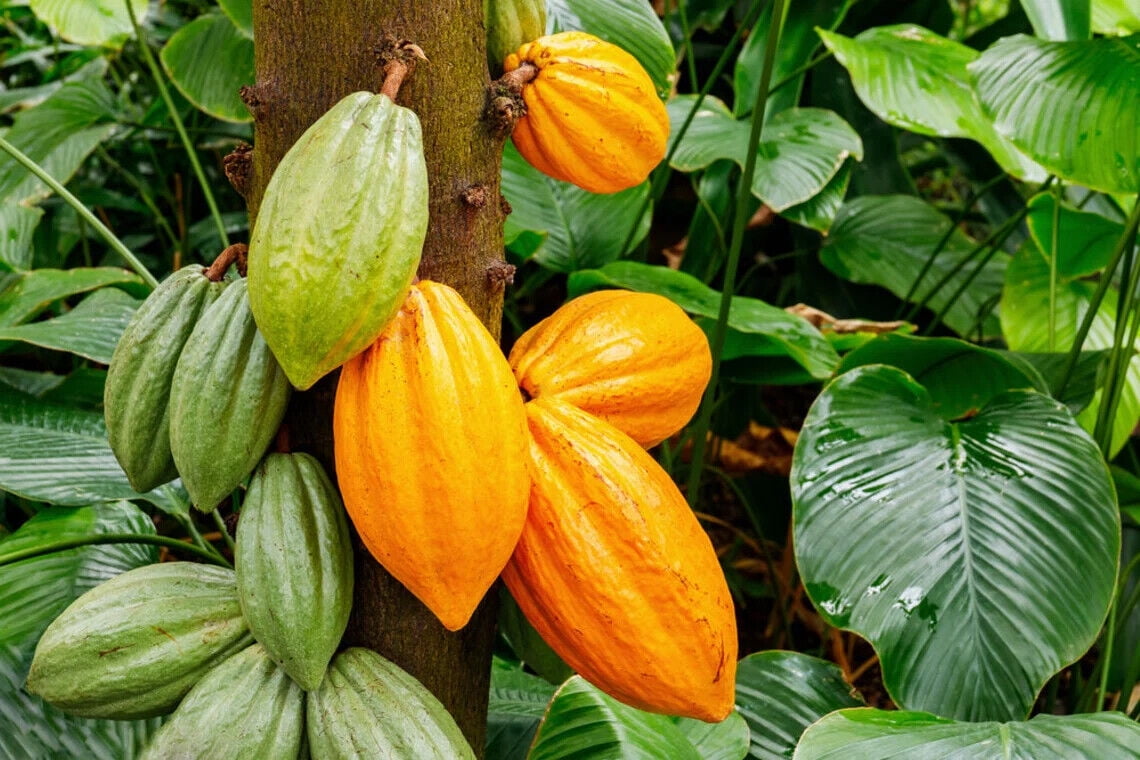 4 Cacao Tree Seeds for Planting Wet Cocoa Seeds Rare, Exotic Cacao Tree