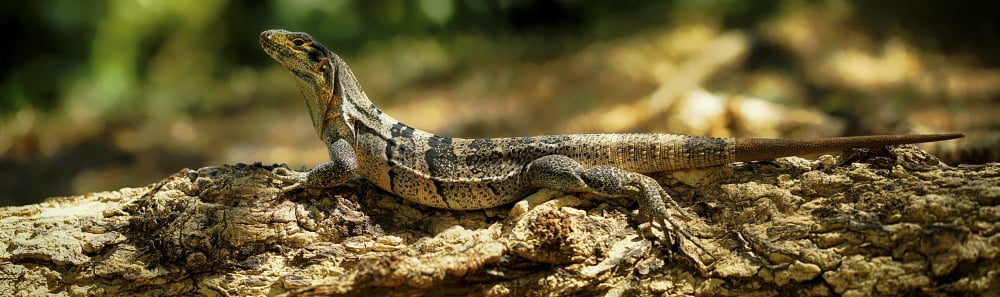 Close-up Of An Igua