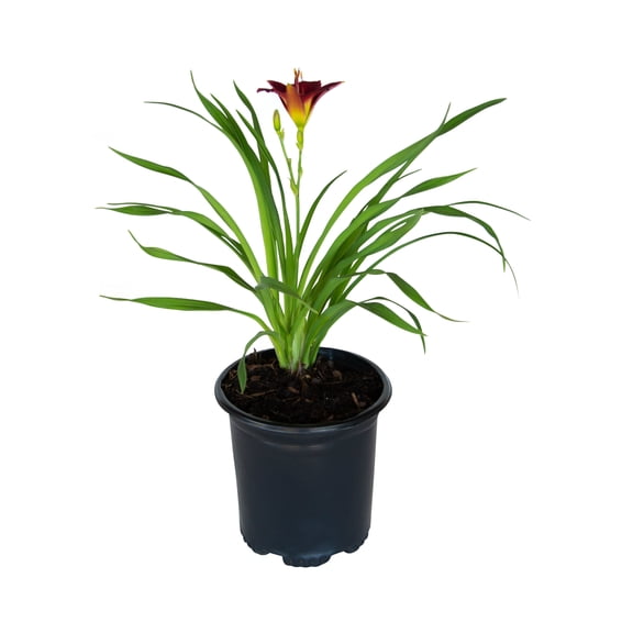 Expert Gardener Pardon Me Daylily (2.5 Quart) Re-Blooming Perennial with Red Blooms - Full Sun Live Outdoor Plant