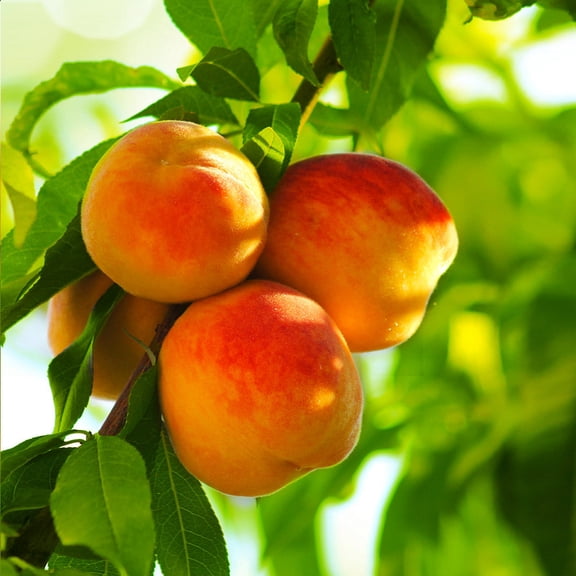 Brighter Blooms - Reliance Peach Tree, 3-4 ft. - No Shipping to AK, AL, AR, AZ, CA, CO, HI, ID, LA, MS, OR, WA