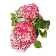 thumbnail image 4 of Planta decorativa en maceta de 7 pulgadas con cover de yute, 4 of 4