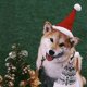thumbnail image 5 of Conjunto De Gorro Y Bufanda Navideños Para Mascotas. Abrigo Corto De Invierno. Vestido Navideño Para Mascotas. Gorro Y Bufanda Navideños Para Mascotas. Adecuado Para Mascotas Pequeñas Y Medianas., 5 of 8