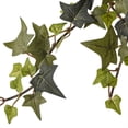 thumbnail image 2 of Star Ivy Bush by Ashland, 2 of 2