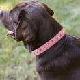 thumbnail image 4 of Collar para perros ancho y grueso con remaches de cuero. Adecuado para cuellos de 14" a 17", variedad media., 4 of 5