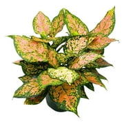 BubbleBlooms Aglaonema Pink Dalmation Chinese Evergreen Lady Valentine in a 6 inch Pot